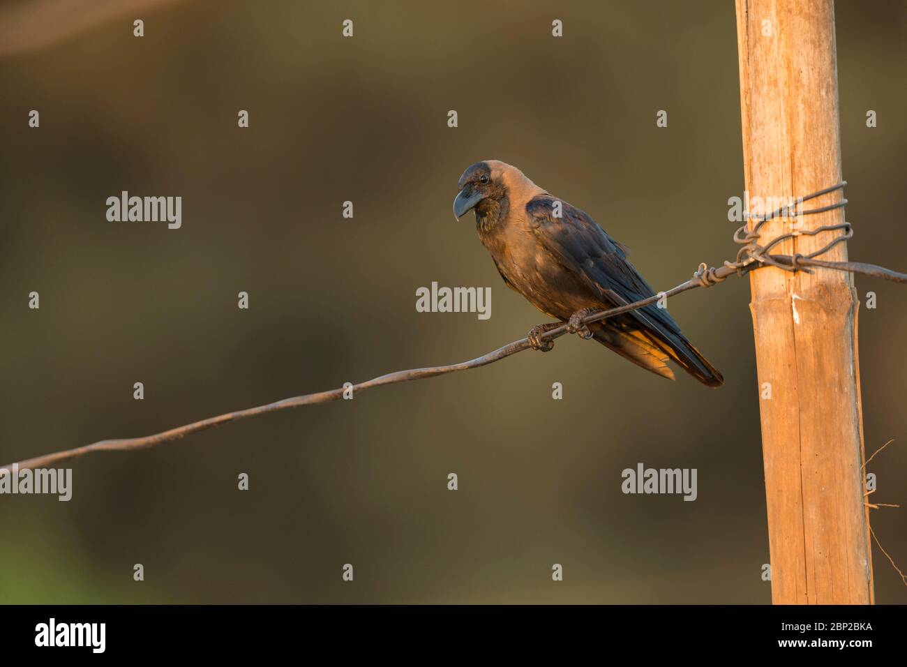 Casa corvo corvus spendens, arroccato su filo, Arambol, Goa, India, gennaio Foto Stock