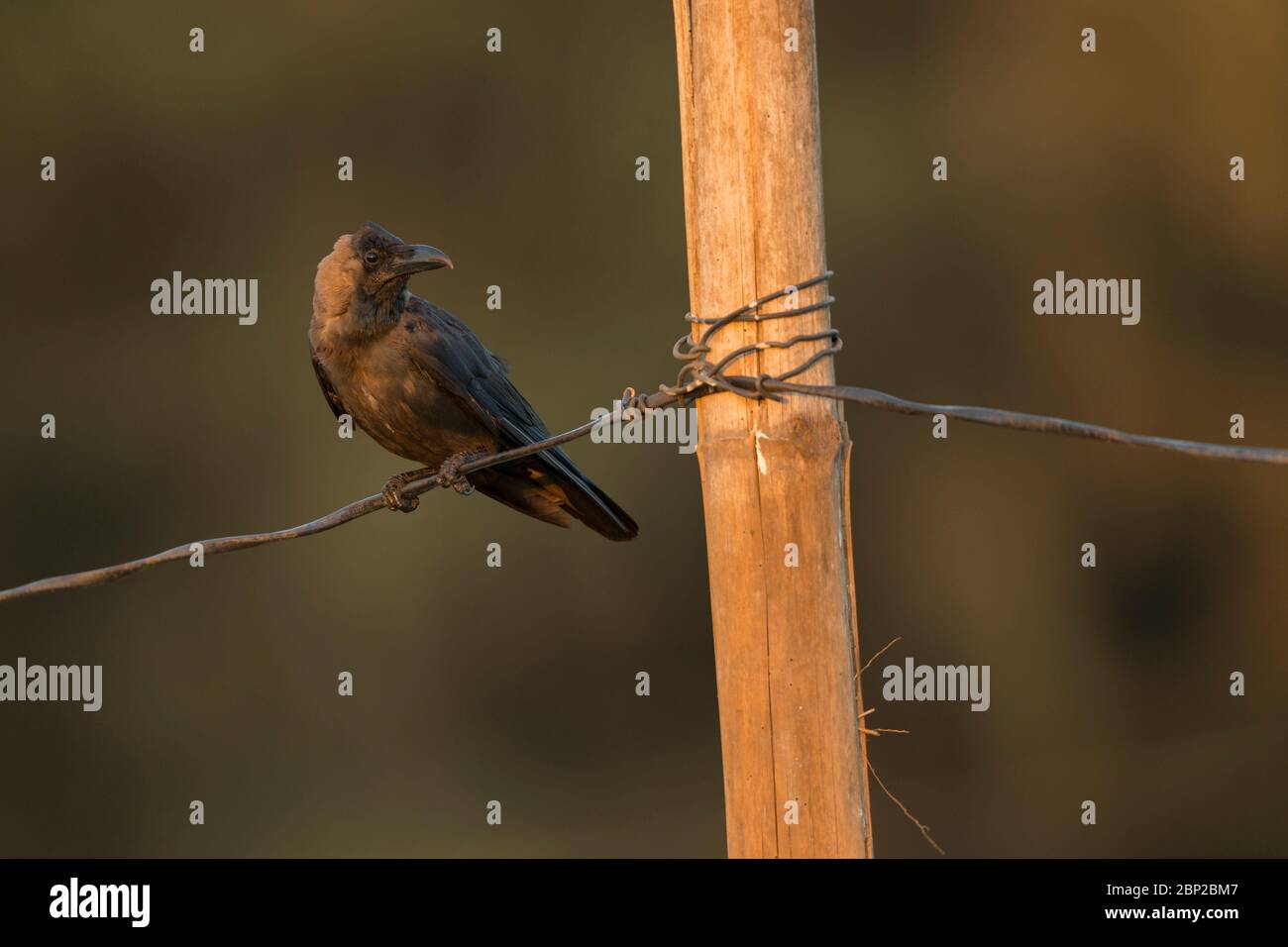 Casa corvo corvus spendens, arroccato su filo, Arambol, Goa, India, gennaio Foto Stock