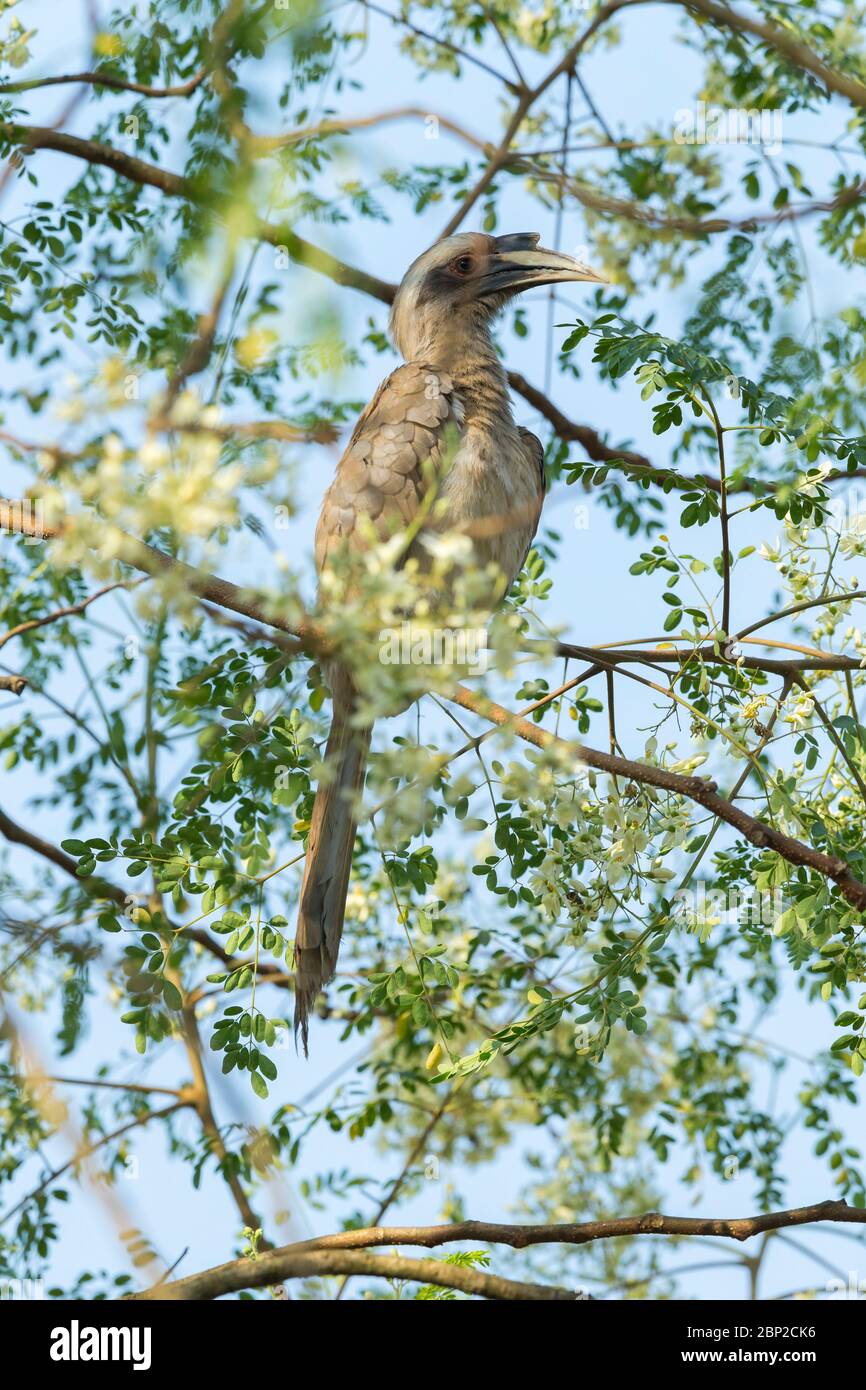 Becco grigio indiano Ocyceros birostris, femmina adulto, arroccato in albero, Padeli, Goa, India, gennaio Foto Stock