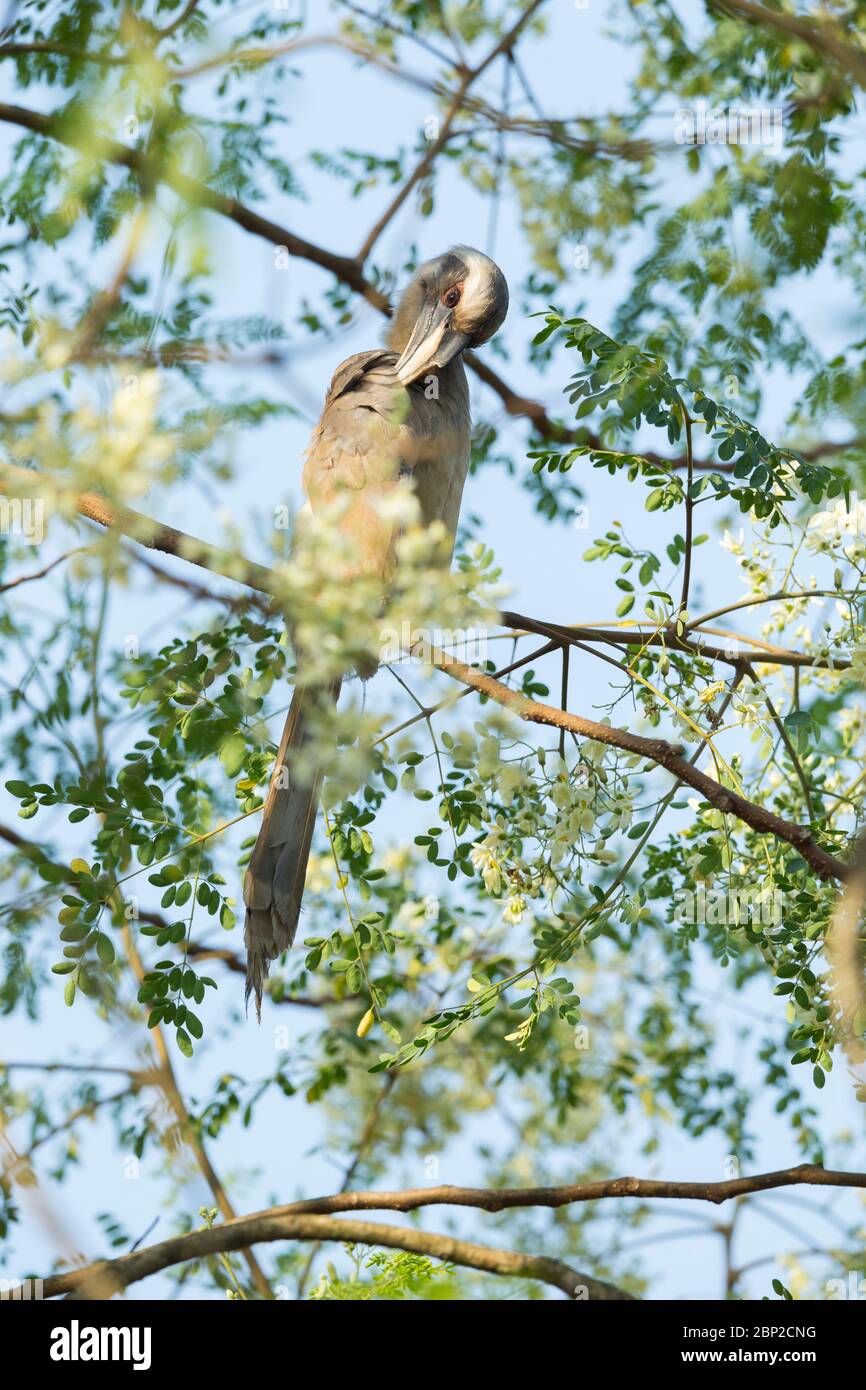 Becco grigio indiano Ocyceros birostris, femmina adulto, arroccato in albero e preening, Padeli, Goa, India, gennaio Foto Stock