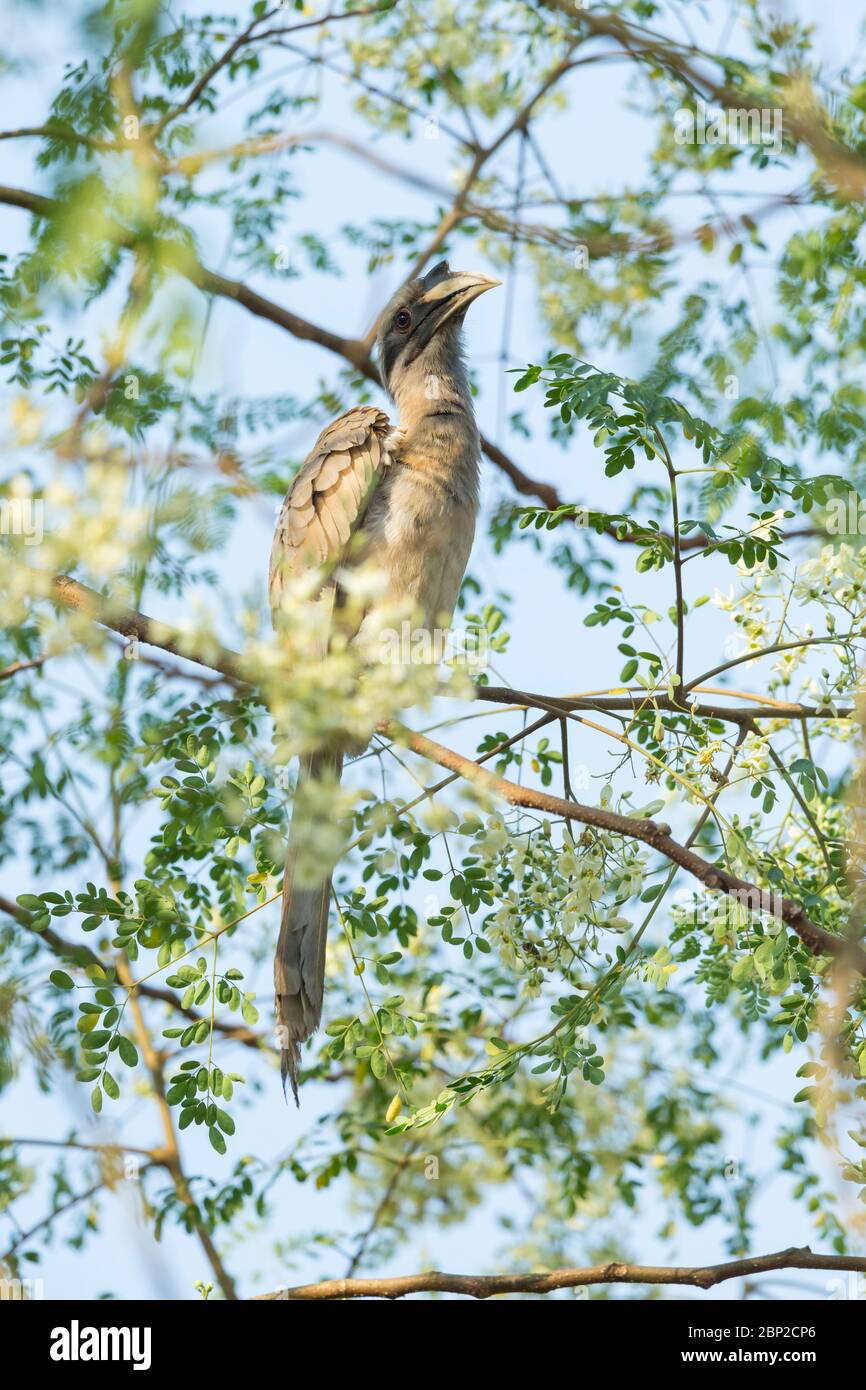 Becco grigio indiano Ocyceros birostris, femmina adulto, arroccato in albero, Padeli, Goa, India, gennaio Foto Stock