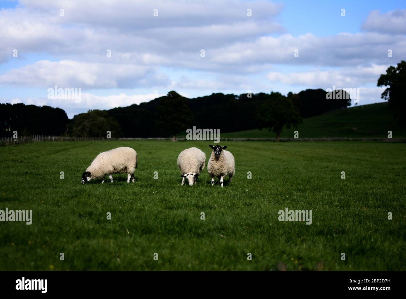 3 pascolo di pecore in un campo in Inghilterra rurale Foto Stock