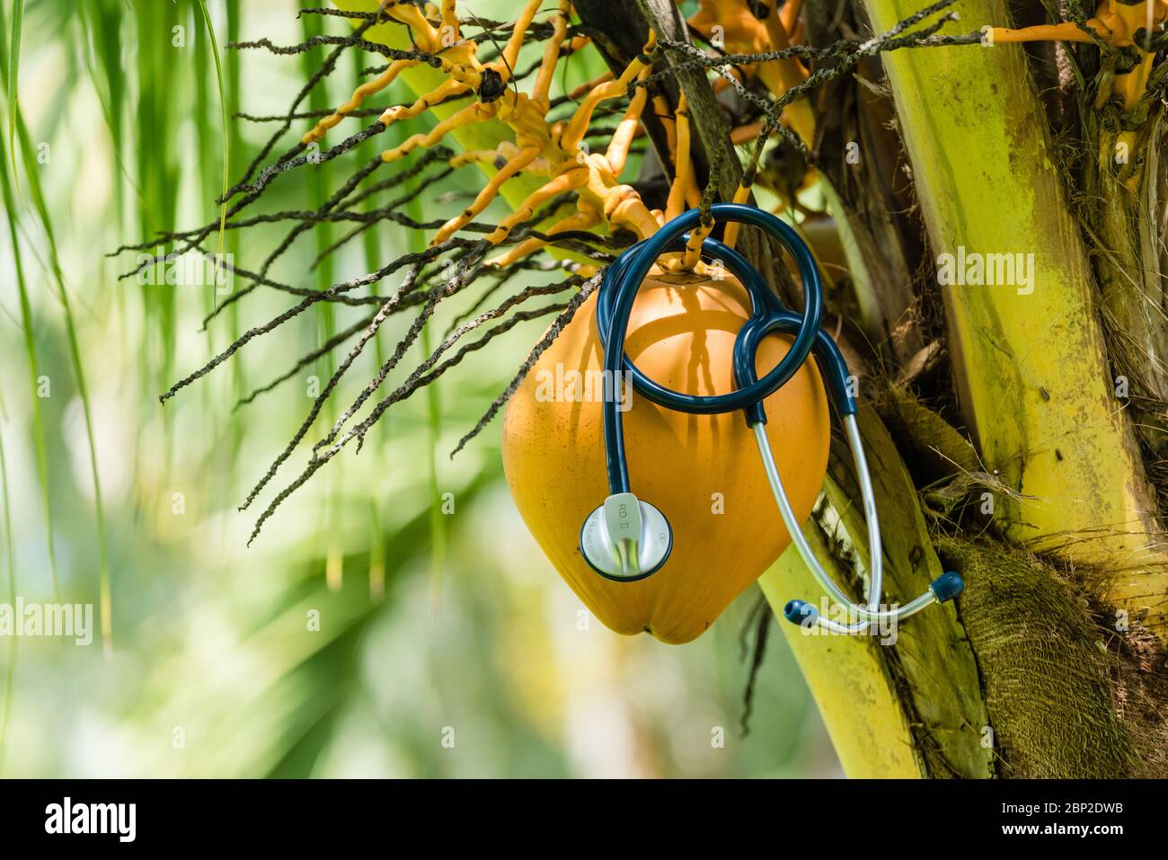 Illustrazione sulla medicina tropicale. Foto Stock