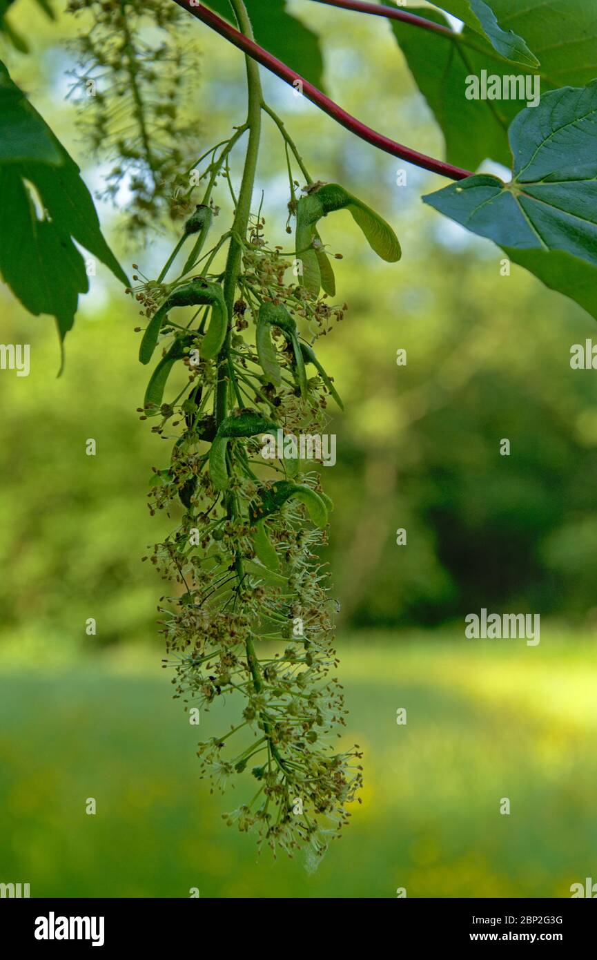 Fiori soffiati e le prime samaras verdi di un albero acer - fuoco selettivo Foto Stock