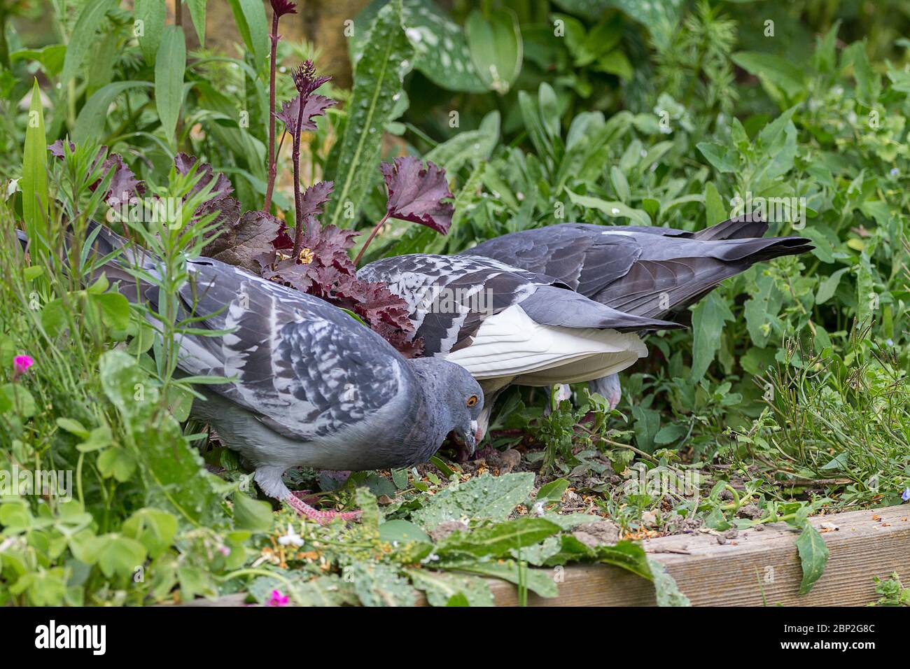 Piccioni visita giardino per birdseed versate in bordi e sul prato. I piccioni ferali sono disponibili in molte varianti e colori e più piccoli del woodpigeon Foto Stock