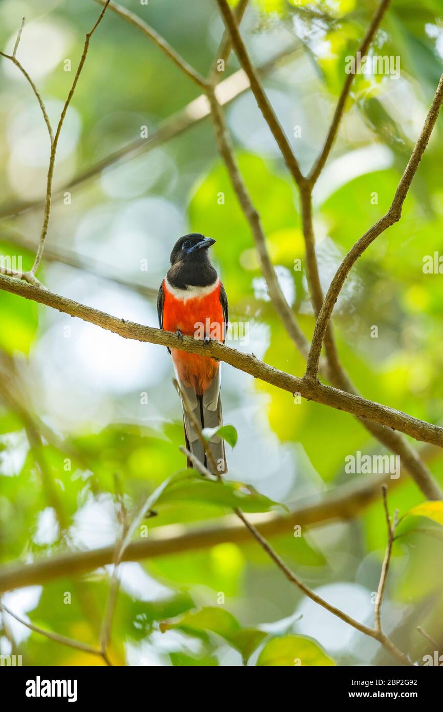 Malabar trogon Harpactes fascciatus, uomo adulto, arroccato in un baldacchino albero, Bondla Wildlife Sanctuary, Goa, India, gennaio Foto Stock