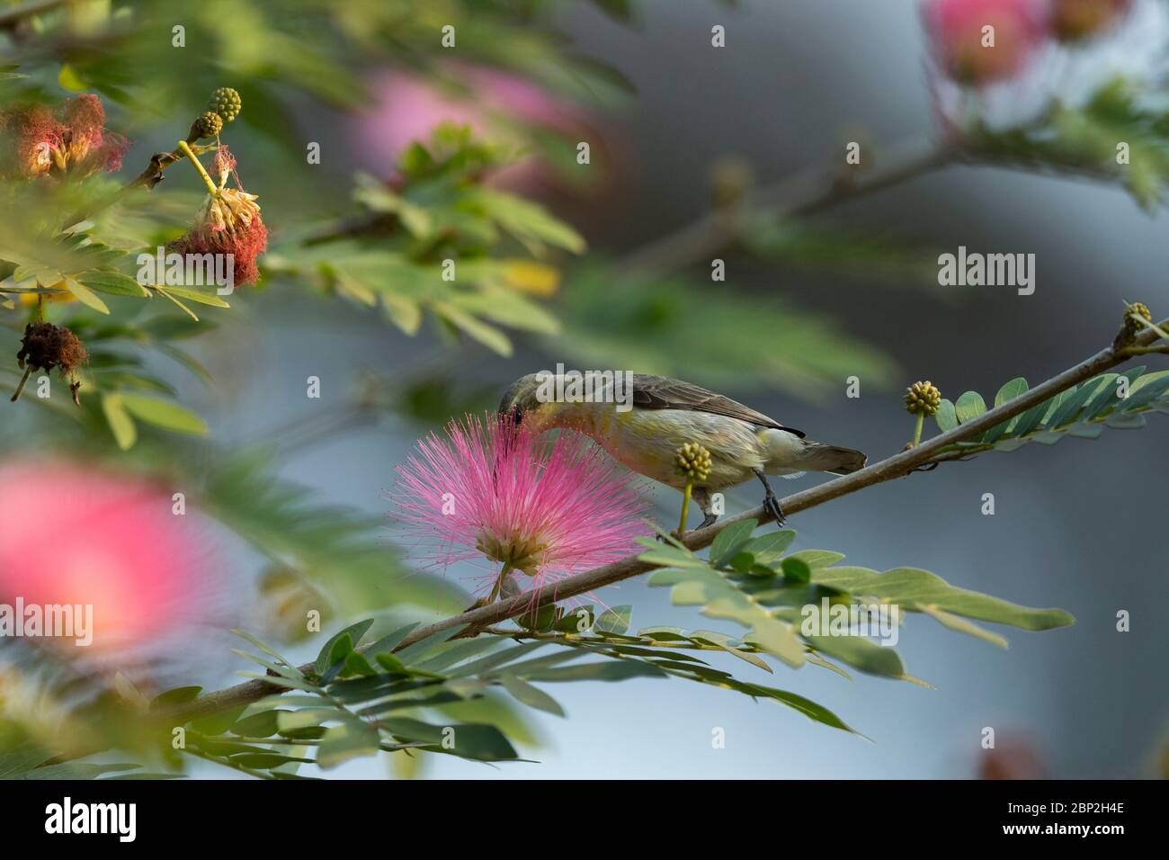 Porpora uccello di sole Cinnyris asiaticus, femmina adulto, Nettaring dai fiori, Nature's Nest, Goa, India, gennaio Foto Stock