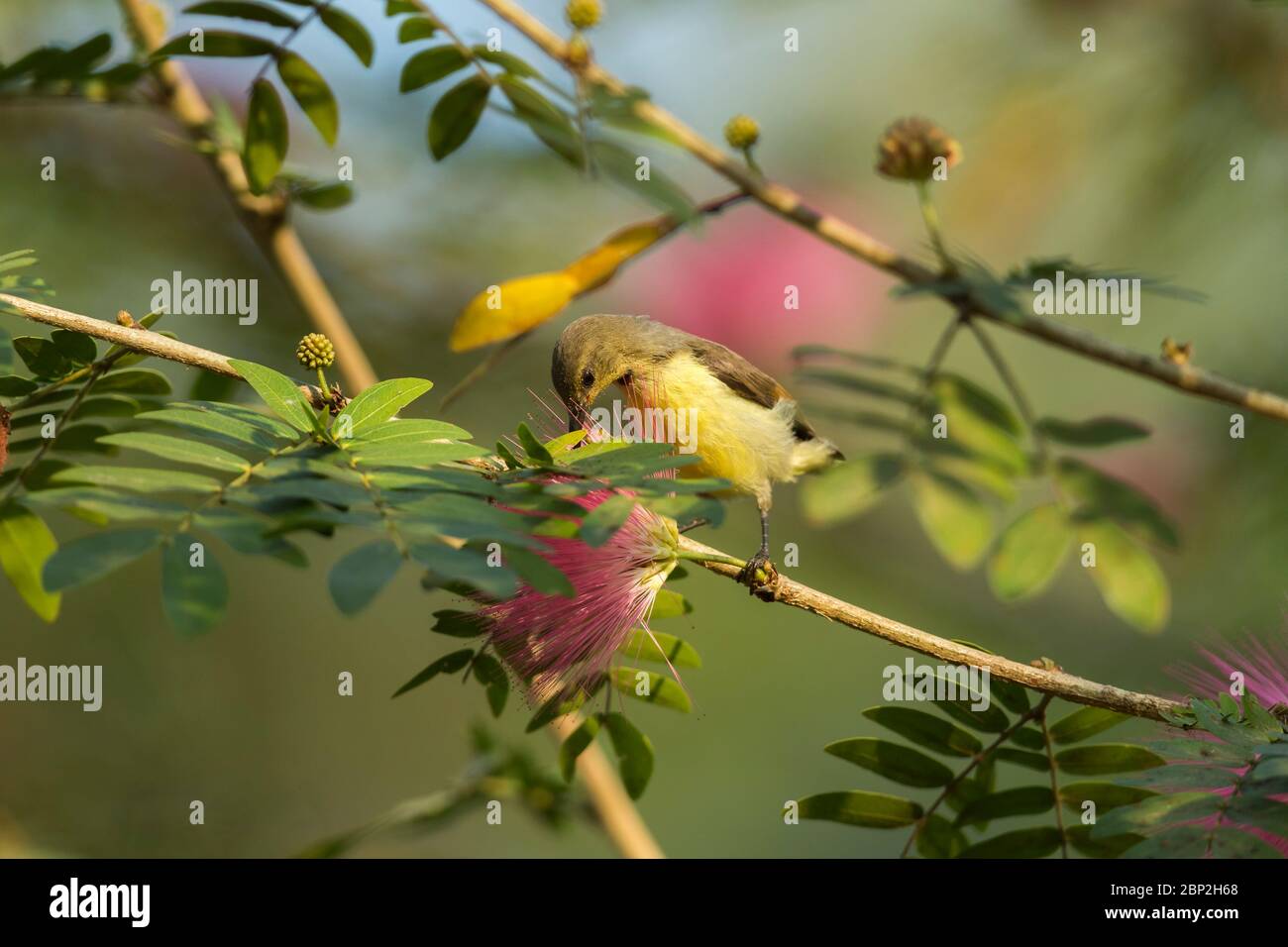 Porpora uccello di sole Cinnyris asiaticus, femmina adulto, Nettaring dai fiori, Nature's Nest, Goa, India, gennaio Foto Stock
