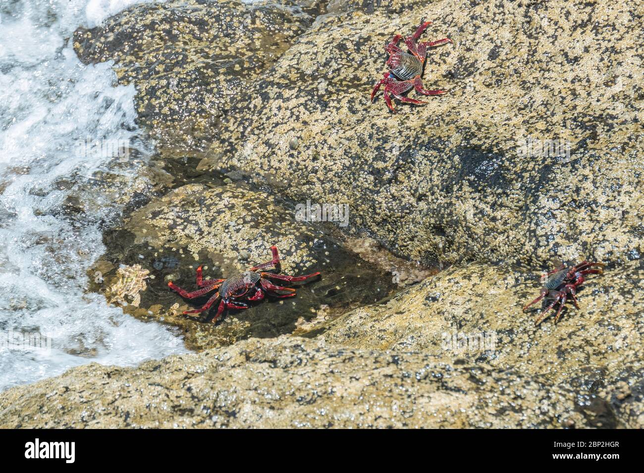 Granchio di roccia rossa - Grapsus adscensionis - strisciando su pietre laviche bagnate vicino al mare per crogiolarsi al sole. Riva meridionale dell'oceano di Tenerife, Isole Canarie Foto Stock