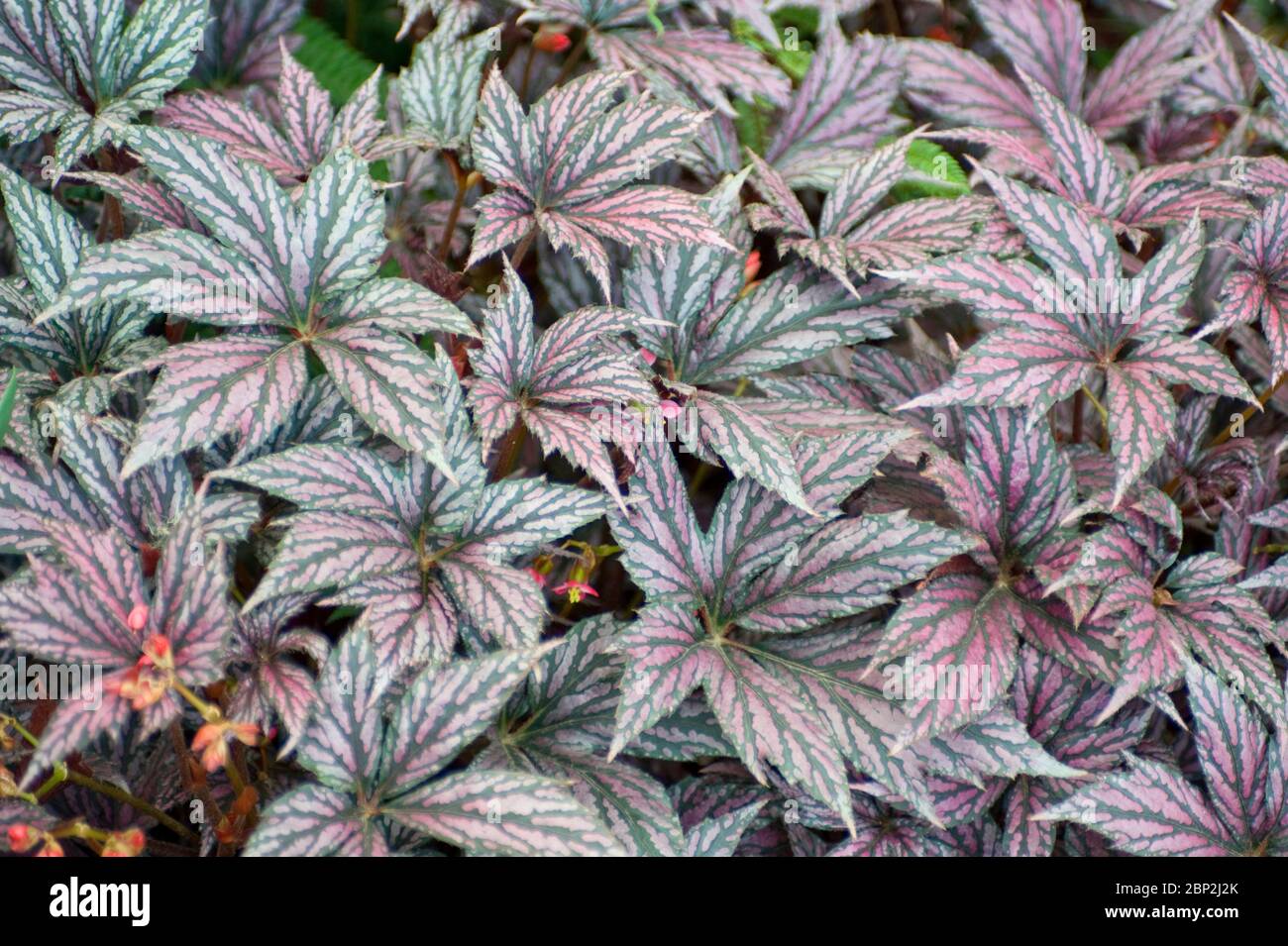 Begonia 'Garden Angel Silver' Foto Stock