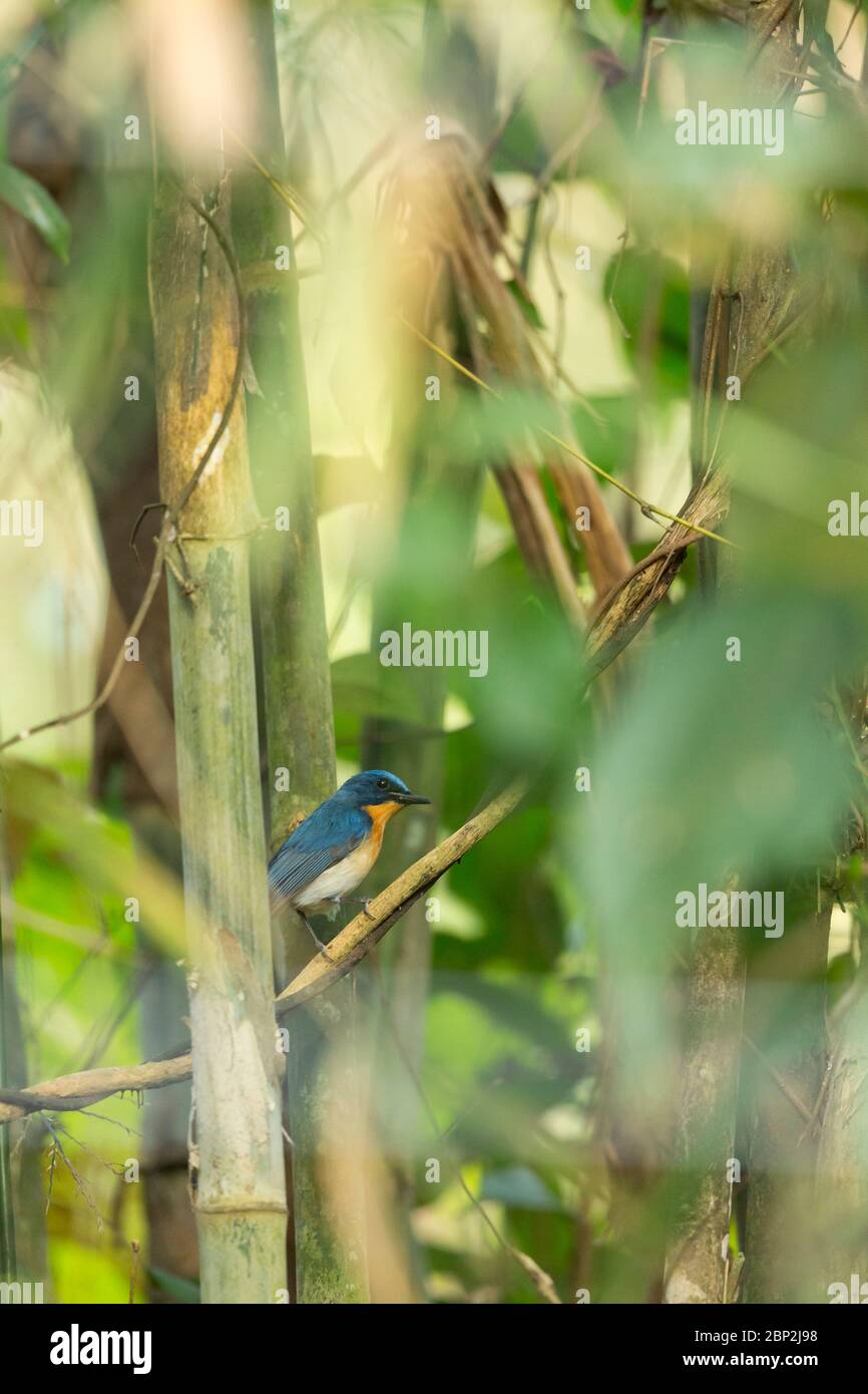 Tickell blu flycatcher Cyornis tickelliae, adulto maschio, arroccato in albero, Nature's Nest, Goa, India, gennaio Foto Stock