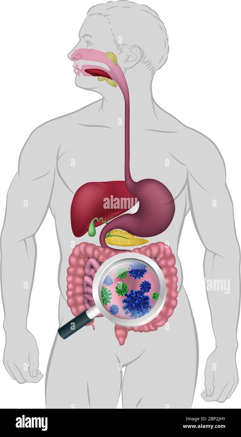 Batteri intestinali Apparato Digerente flora probiotica Illustrazione Vettoriale