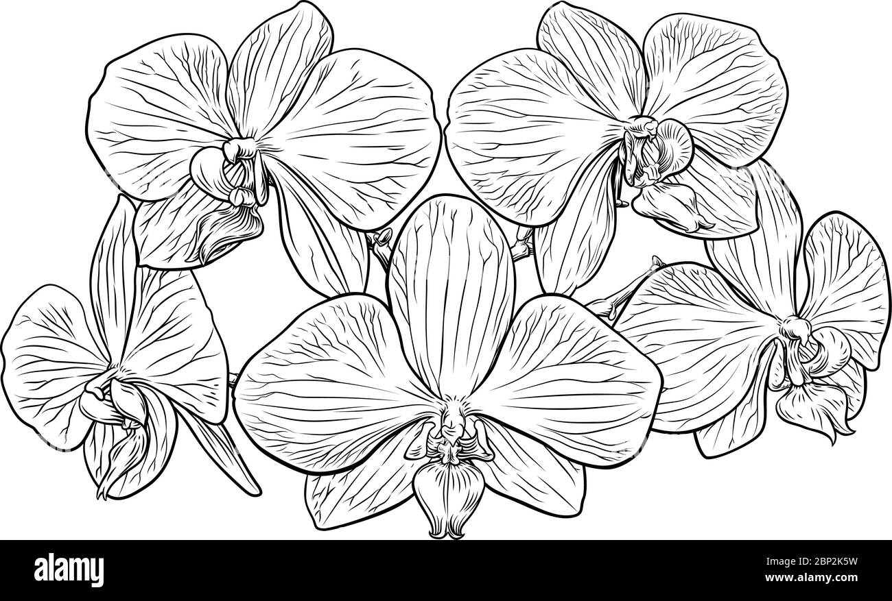 Fiori di orchidea xilografia incisione Illustrazione Vettoriale