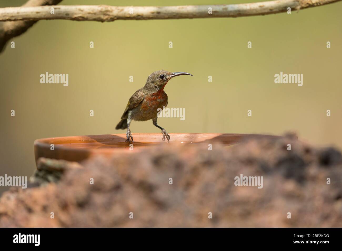 Il giradischi di Vigor Aethopyga tonsii, maschio immaturo, Nature's Nest, Goa, India, gennaio Foto Stock
