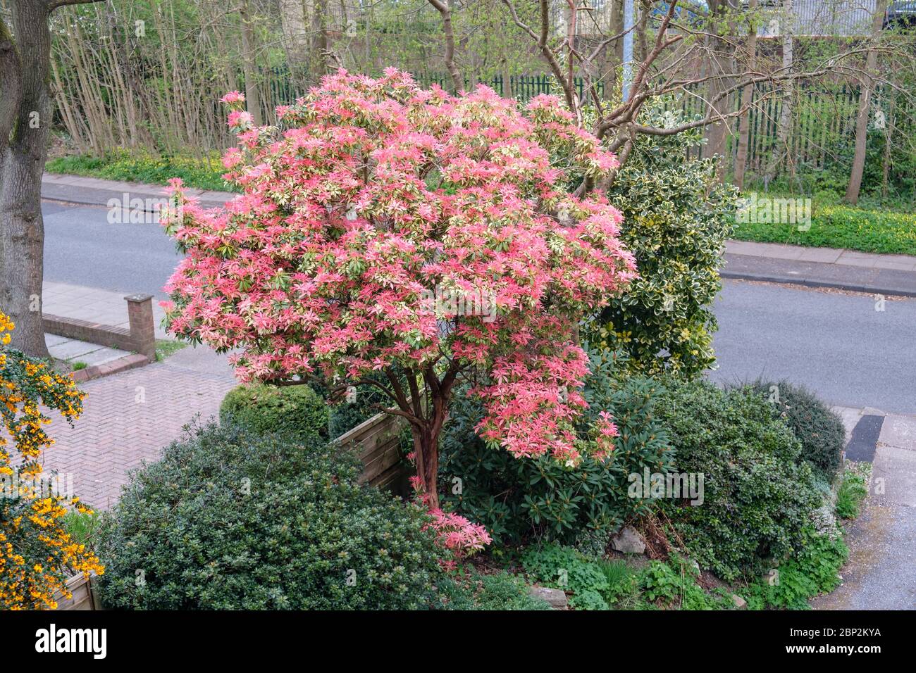 Pieris formosa forrestii "Forest Flame" in primavera nel giardino britannico Foto Stock