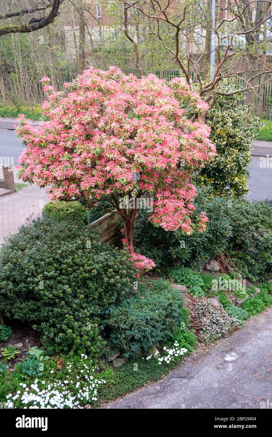 Pieris formosa forrestii "Forest Flame" in primavera nel giardino britannico Foto Stock