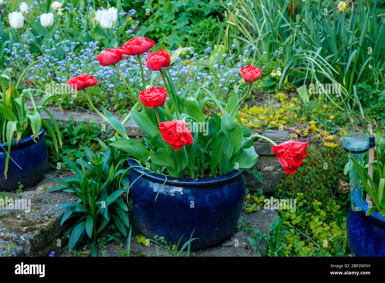 Tulipani rossi in vaso blu su gradini del giardino posteriore, Regno Unito Foto Stock