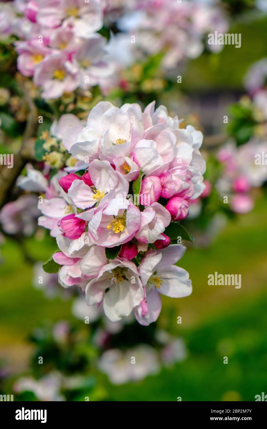 Fioritura di mele in frutteto in primavera con assegnazione del Regno Unito Foto Stock