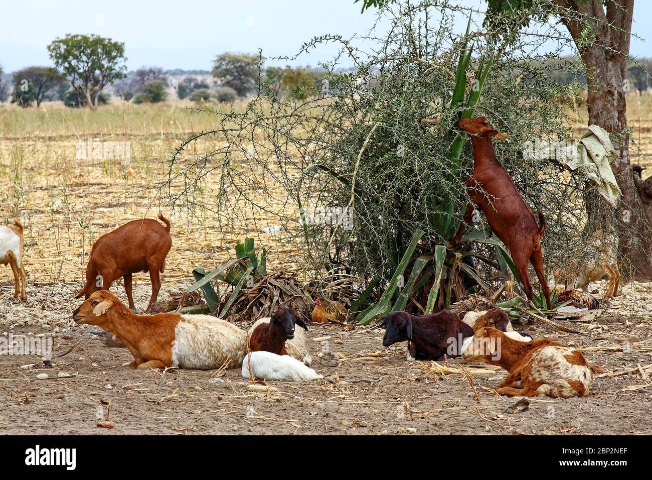 Villaggio Maasai; gente nativa; capre che riposano, un arbusto che mangia, animali, Tanzania; Africa Foto Stock