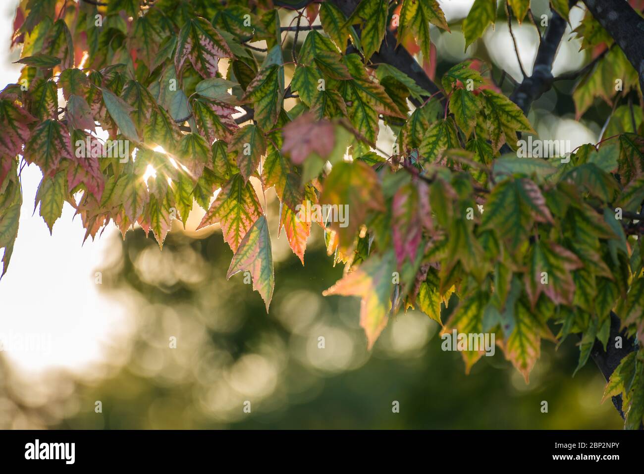 Sfondo luce solare che brilla attraverso le foglie su un ramo, effetto bokeh Foto Stock