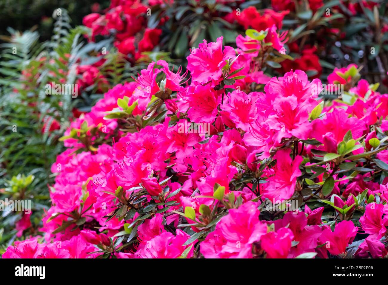 Azalea rossa in fiore nel giardino britannico in primavera Foto Stock