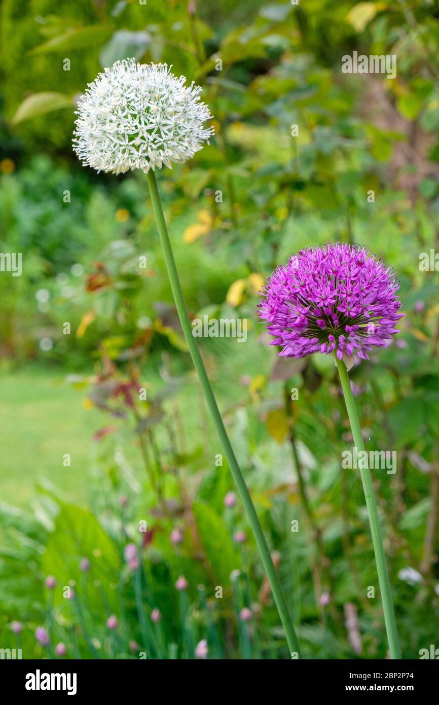 Fiori giganti di Allium (cipolla) bianchi e viola nel giardino posteriore, Regno Unito Foto Stock
