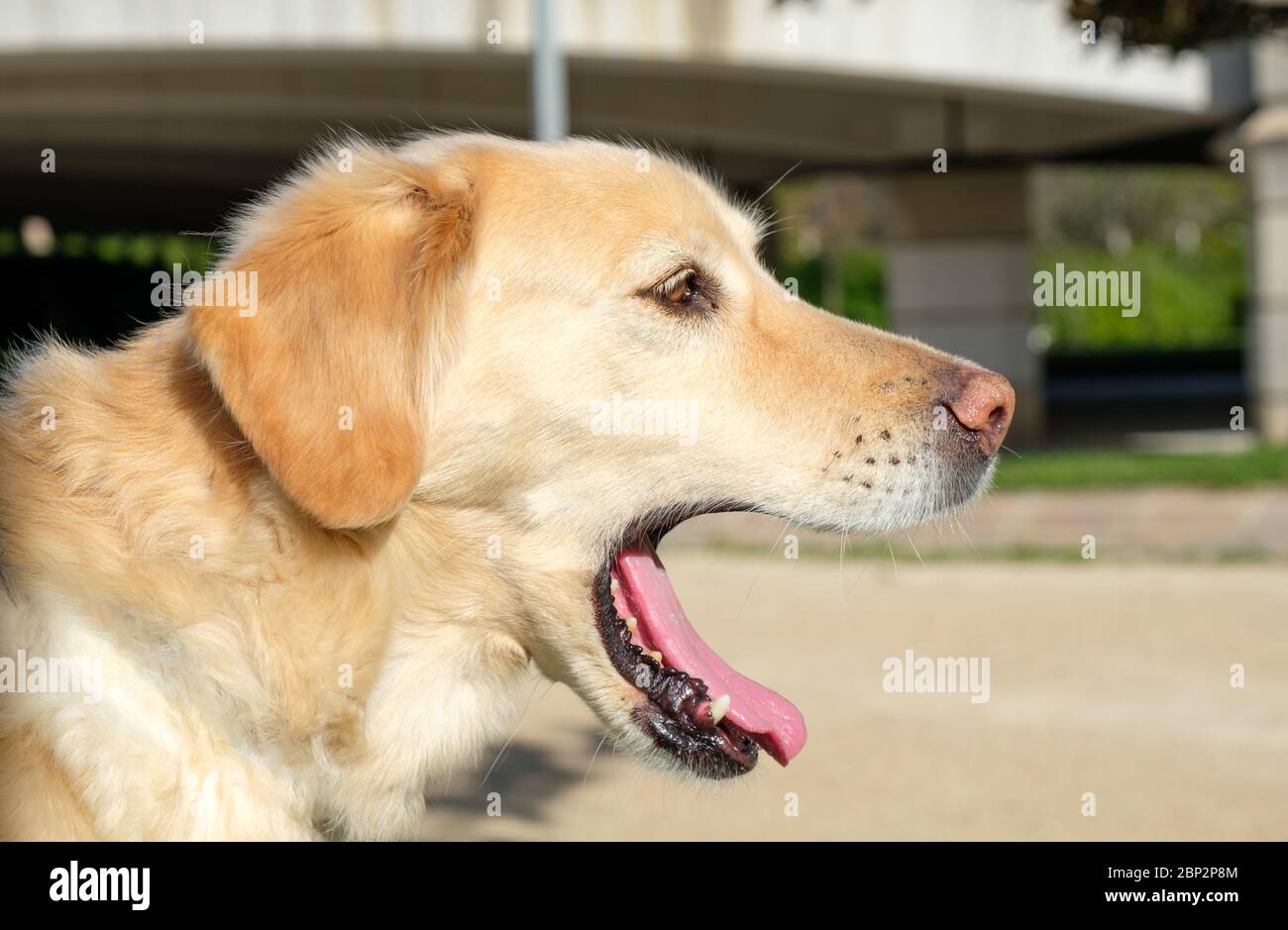 labrador retriever cane ritratto bocca aperta sfondo sfocato Foto Stock