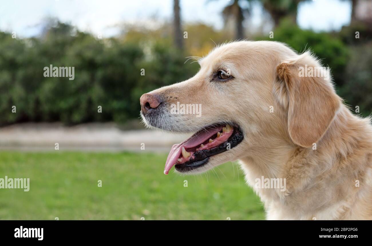 labrador retriever cane ritratto bocca aperta sfondo sfocato Foto Stock