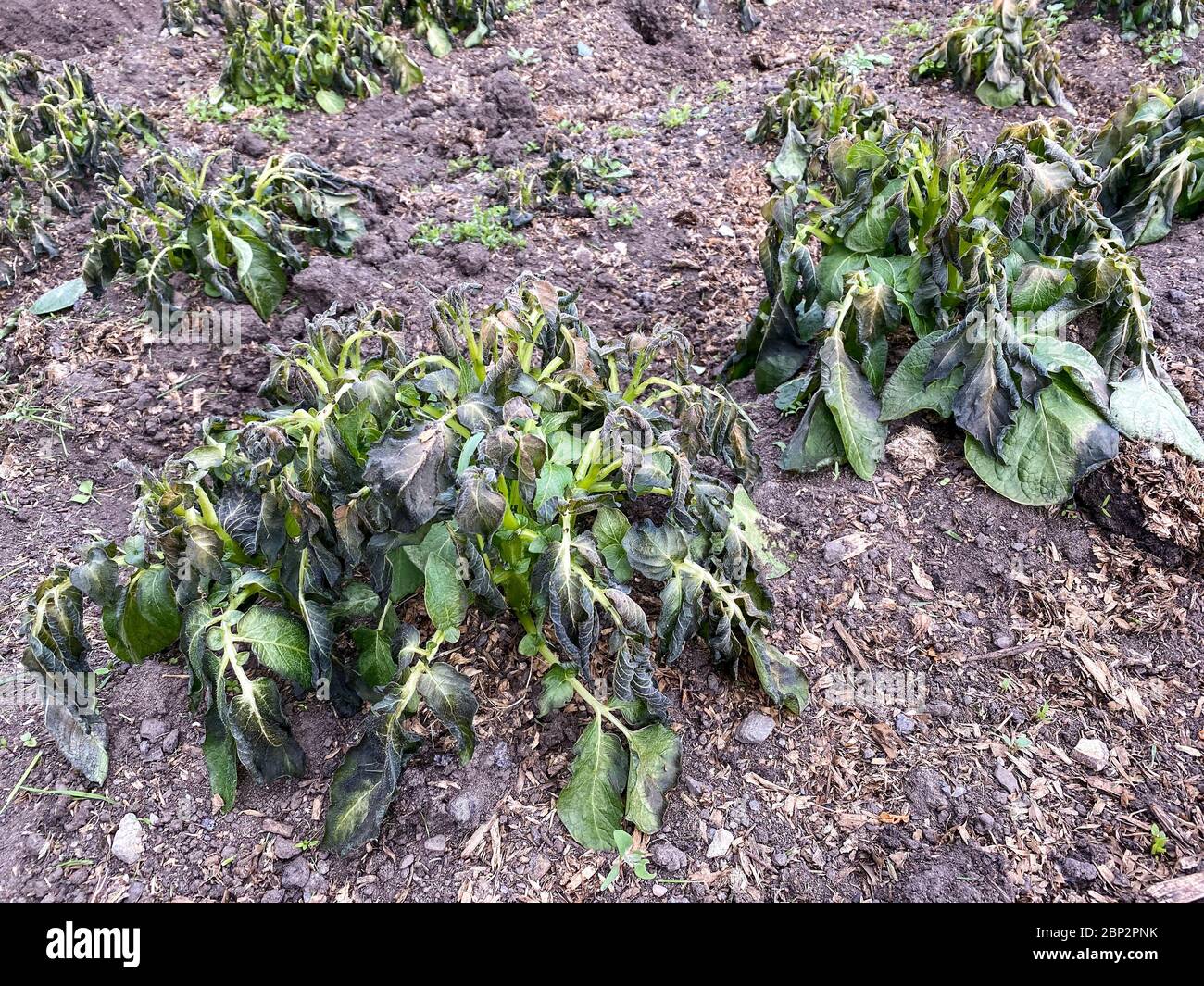 Gelo danneggiato piante di patate in un'assegnazione UK in maggio Foto Stock