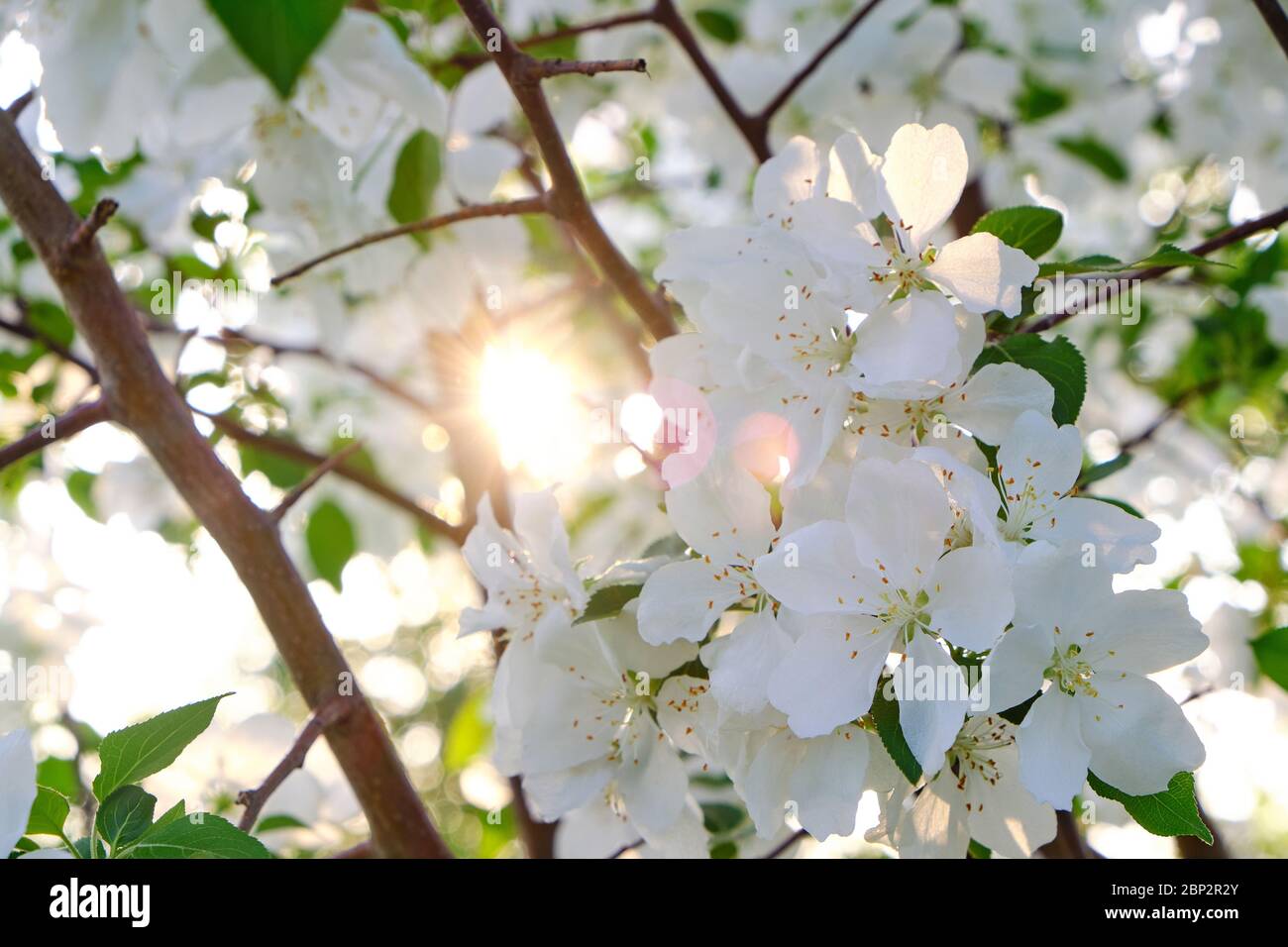 Fiori di un albero di mele in fiore al tramonto nei caldi raggi del sole Foto Stock
