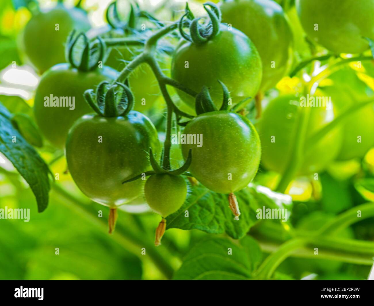 Primo piano di una capriata di pomodori verdi che si sviluppa su una pianta di pomodoro, varietà Red Robin Foto Stock