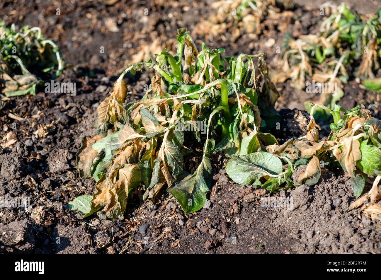 Gelo danneggiato piante di patate in un'assegnazione UK in maggio Foto Stock