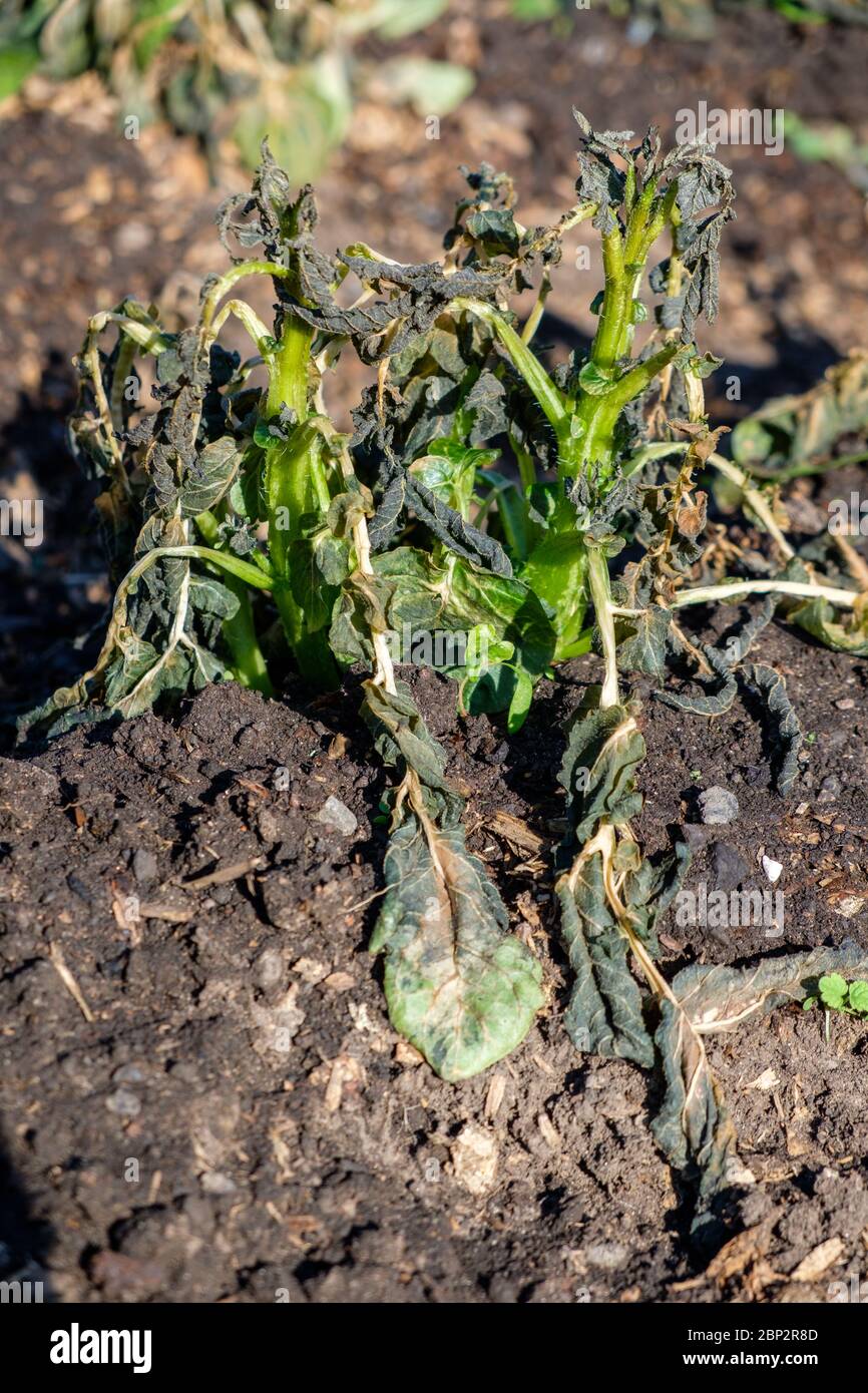 Gelo danneggiato piante di patate in un'assegnazione UK in maggio Foto Stock