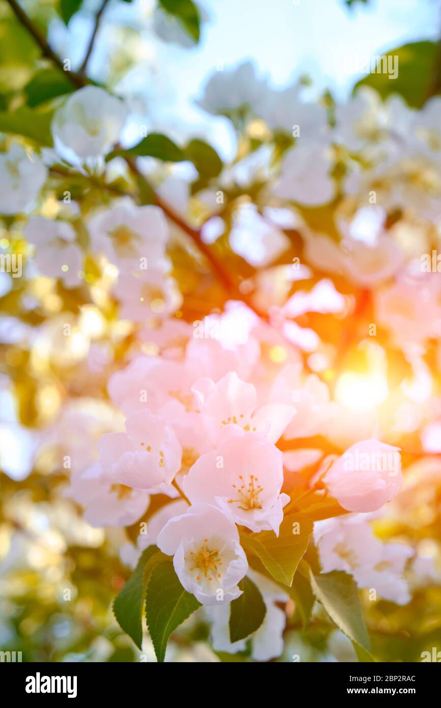 Fiori di un albero di mele in fiore al tramonto nei caldi raggi del sole Foto Stock
