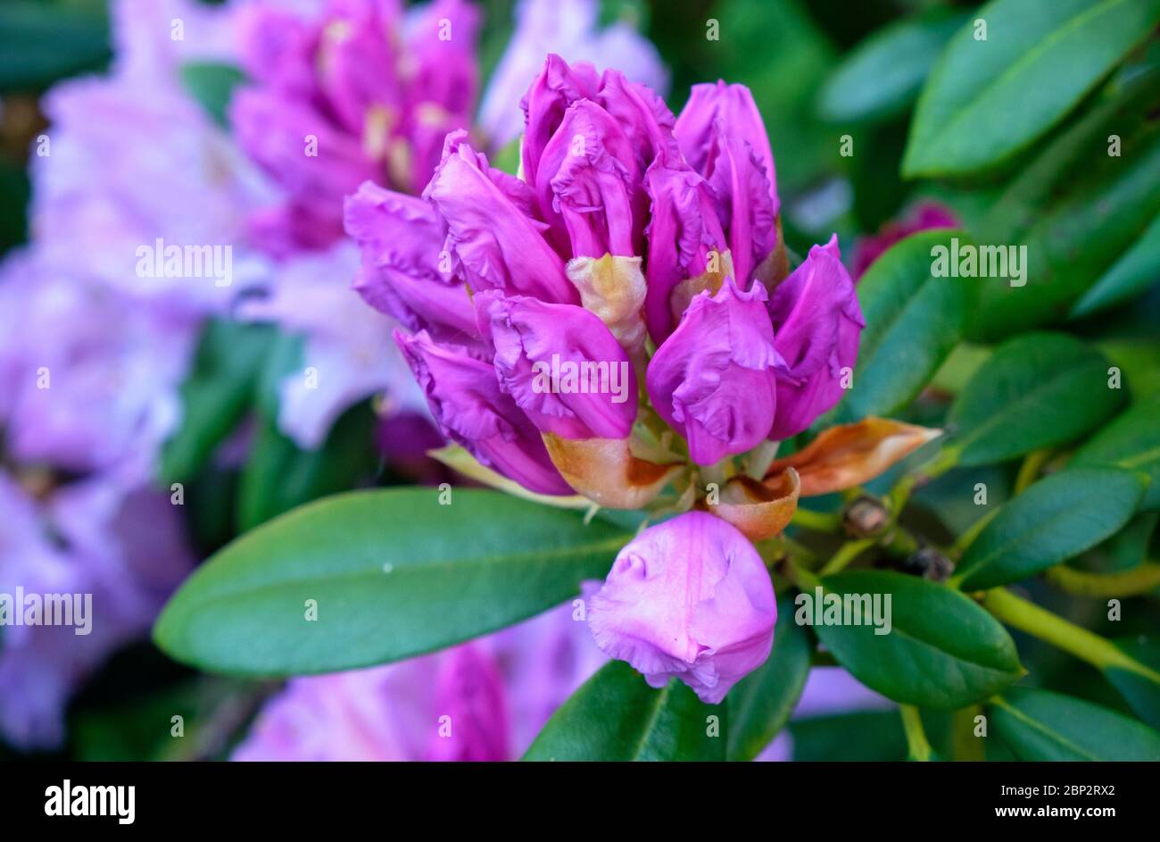 Boccioli porpora di rododendro e fiori in primavera nel giardino britannico Foto Stock