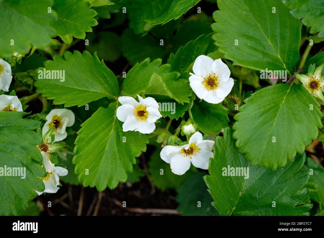 Gelo danneggiato fiori di fragola con occhio nero (istilli oscurati) in un'assegnazione nel Regno Unito a maggio Foto Stock