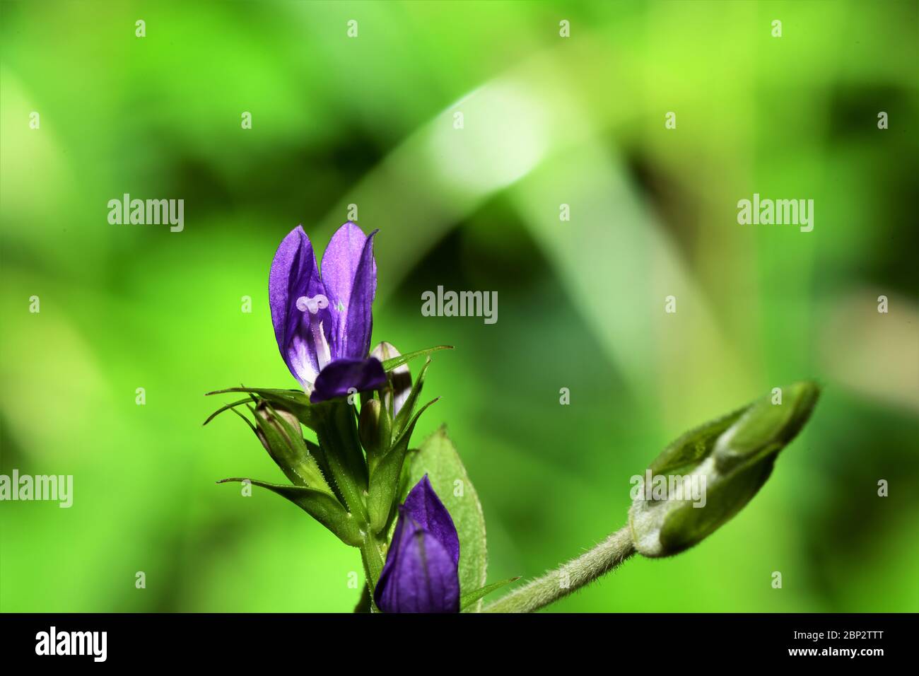 Boccioli di fiori viola che crescono su una vite. Foto Stock
