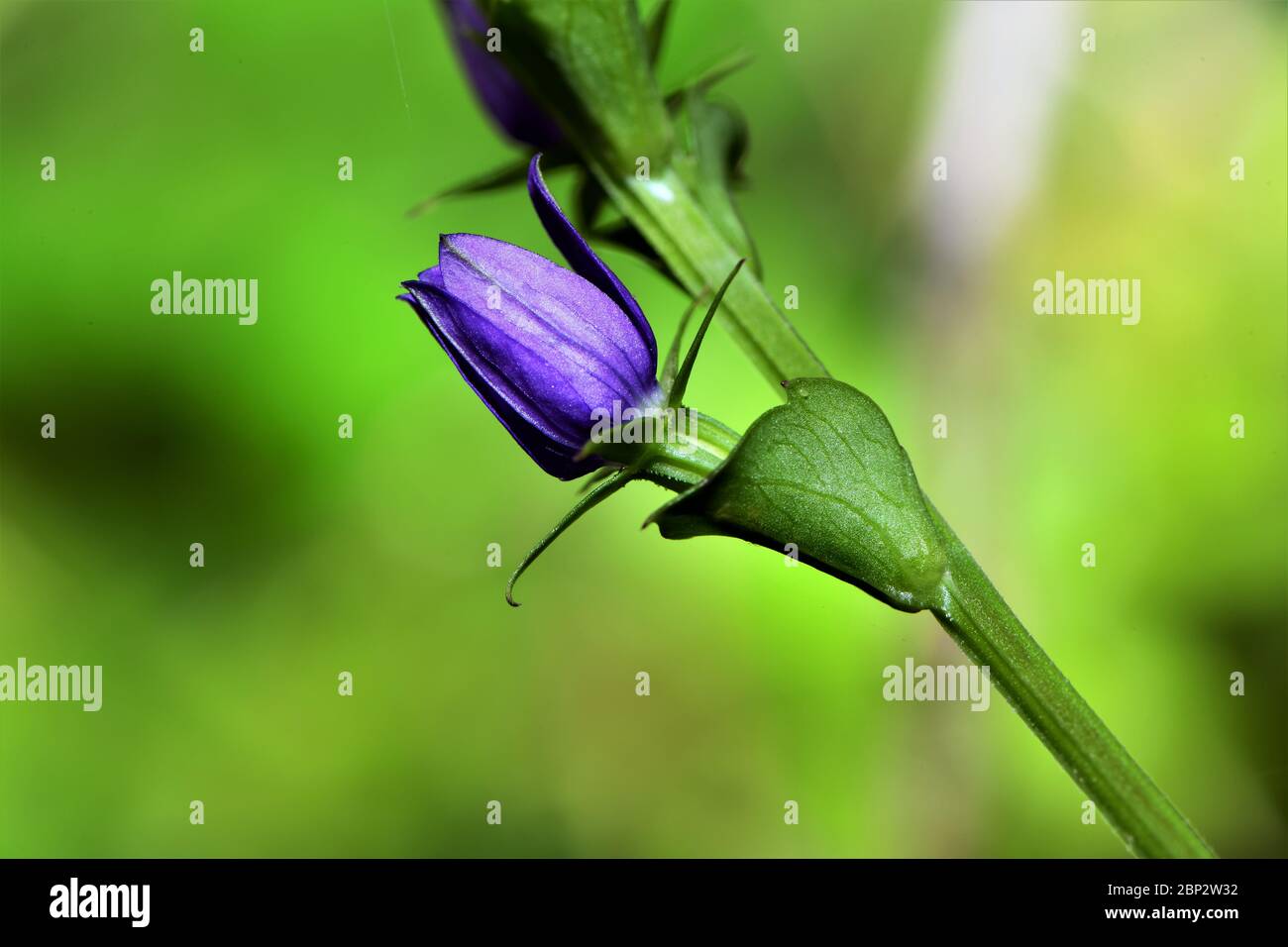 Boccioli di fiori viola che crescono su una vite. Foto Stock