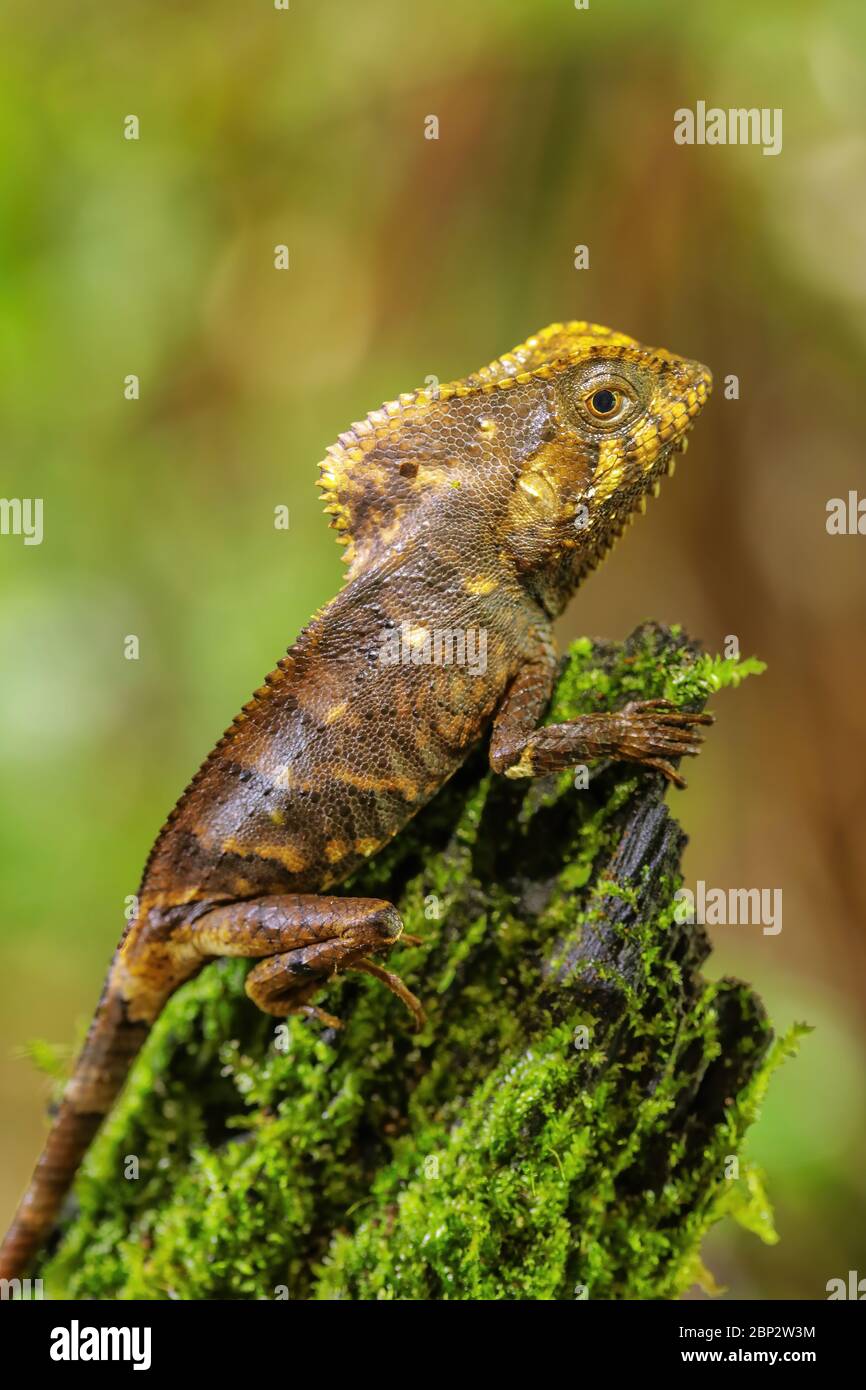 Femmina liscia Helmeted iguana (Corytophanes cristatus) seduto su un moncone, Costa Rica Foto Stock