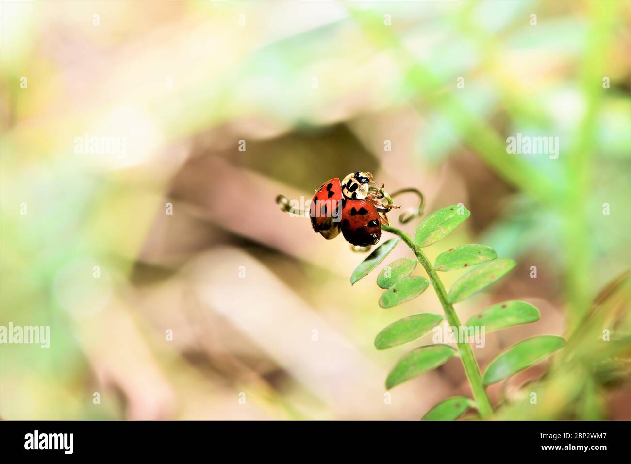 Un ladybug che fa un atto di bilanciamento. Foto Stock