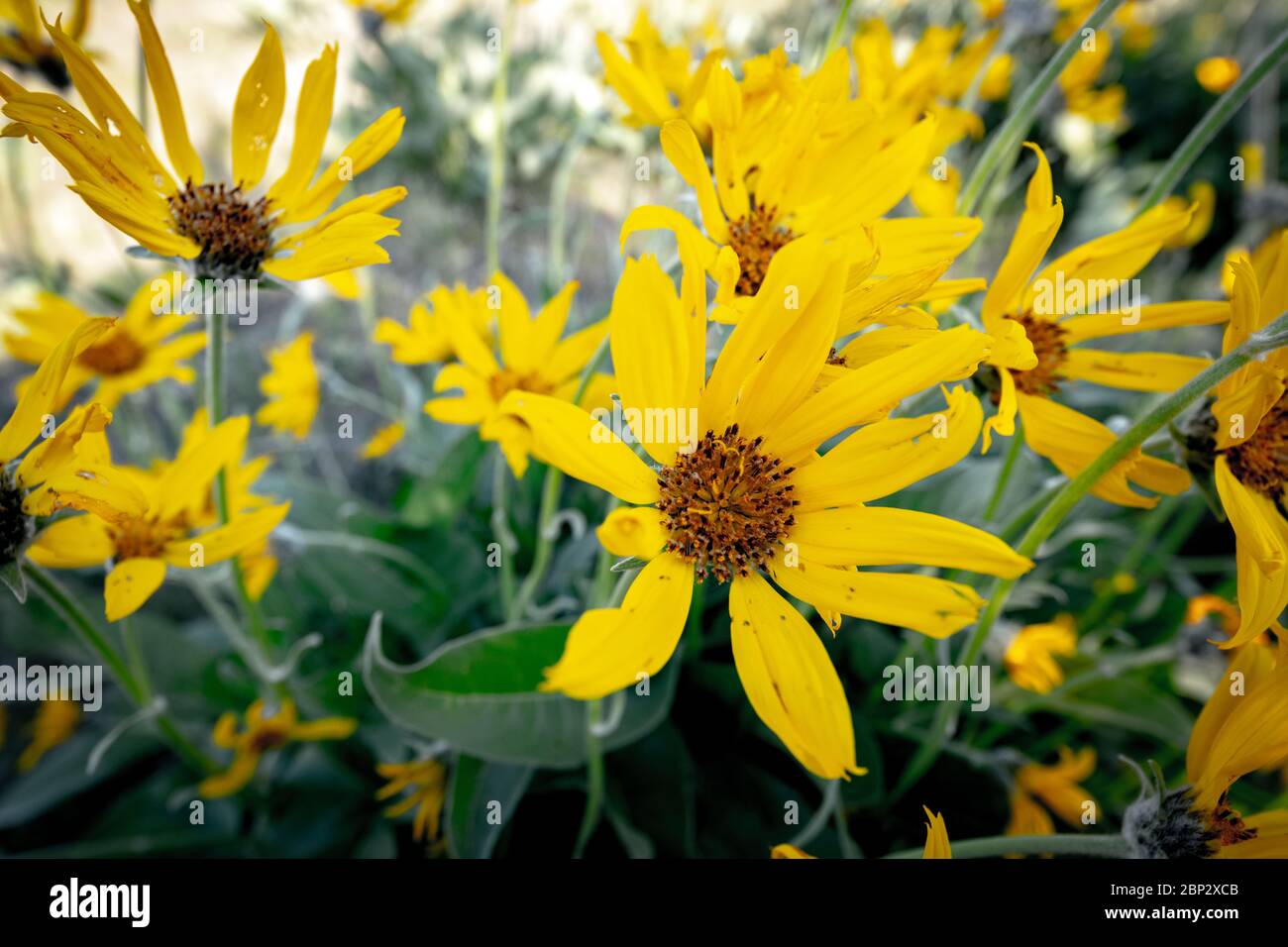 Bellissimi fiori selvatici leggermente danneggiati dal gelo Foto Stock