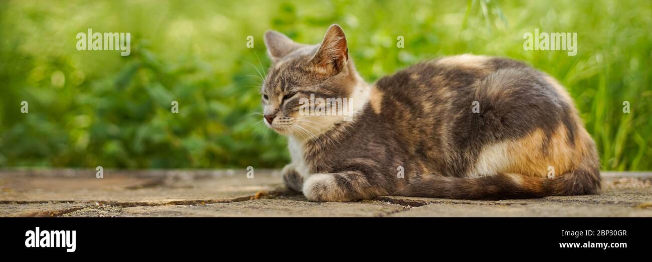 Bel ritratto di gattino di cenere in giardino, sfondo verde erba. Foto Stock