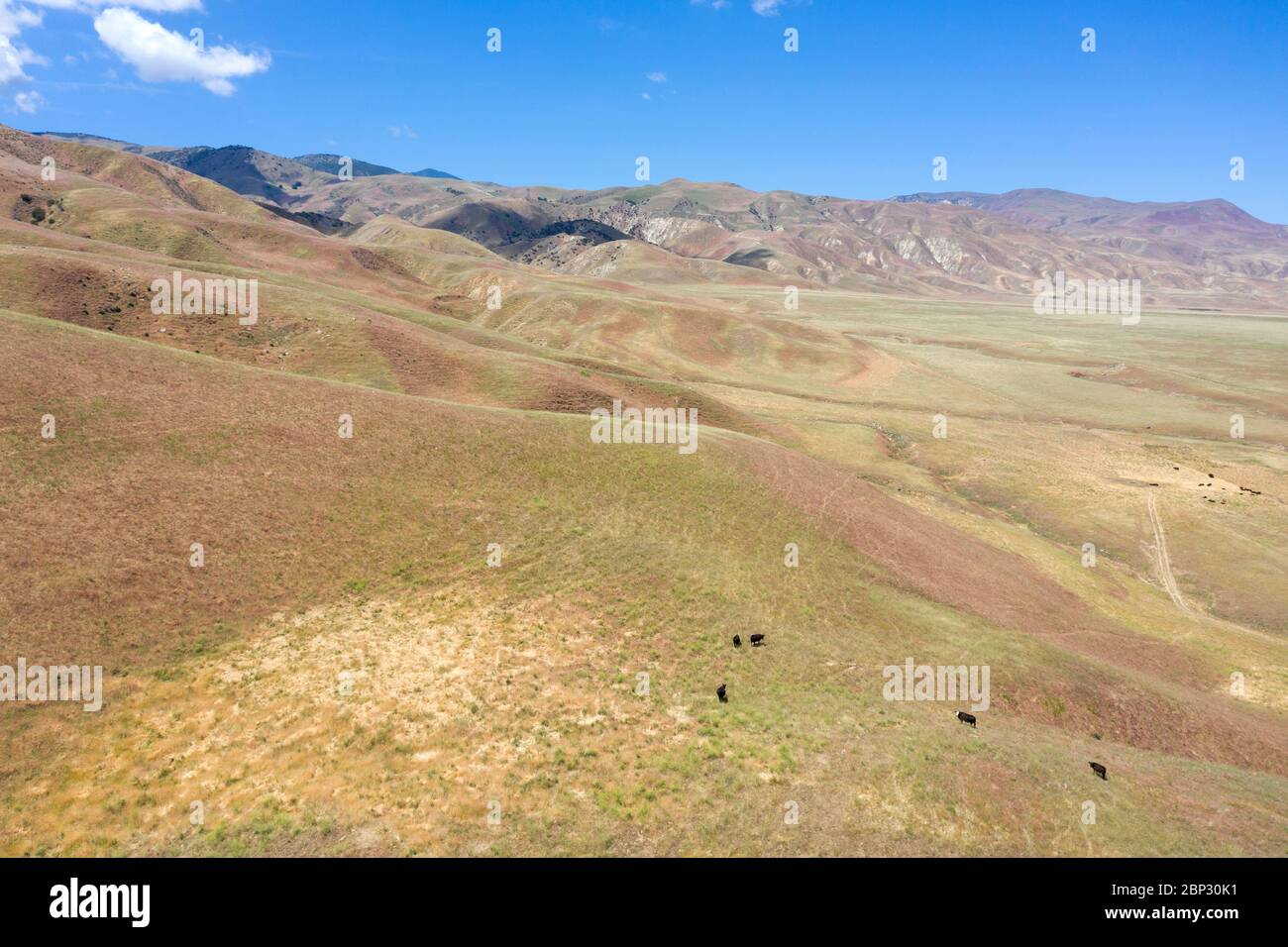Vista aerea delle colline dorate del Tejon Ranch terre in Kern County, California Foto Stock