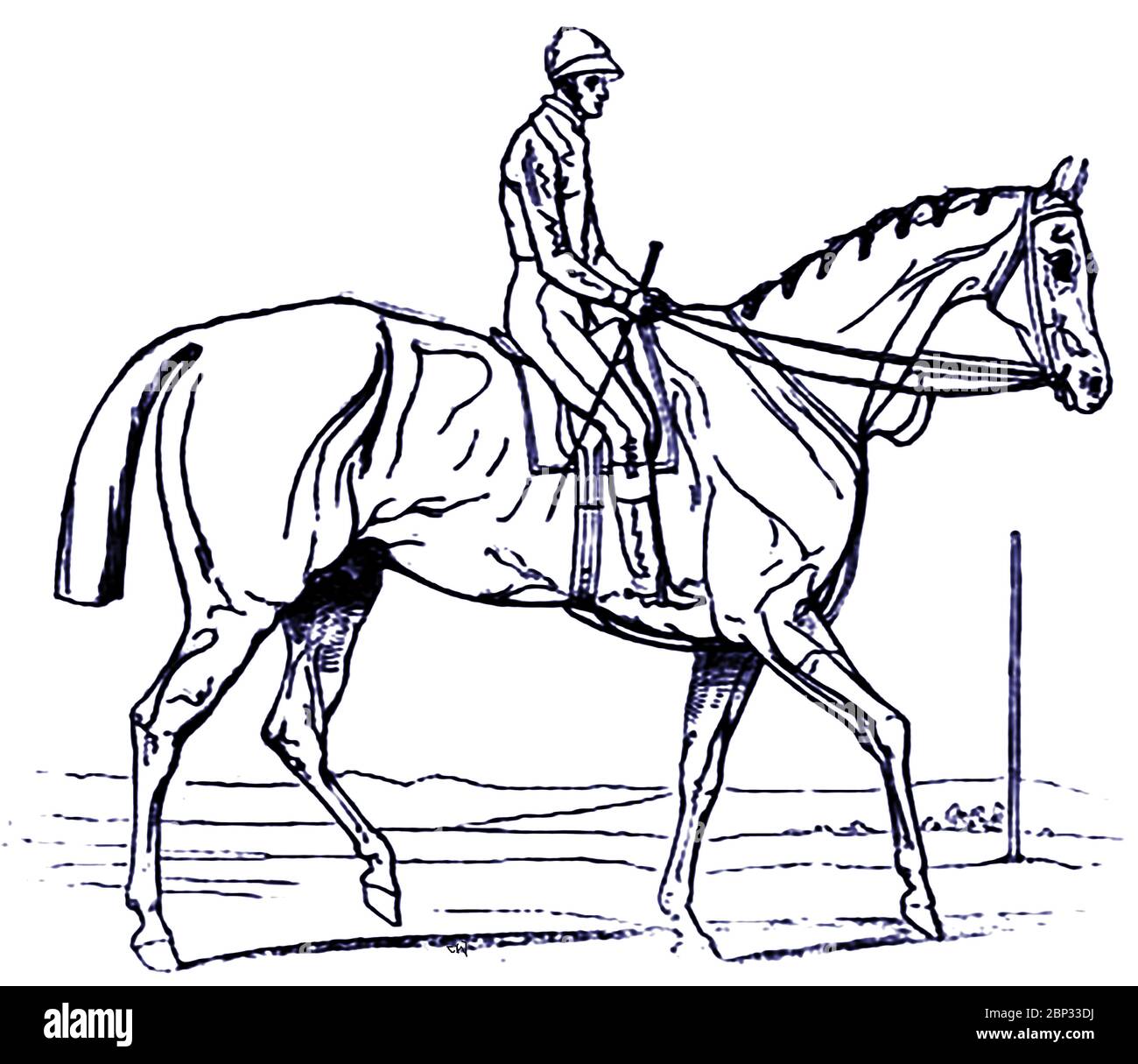 Un disegno di Attila vincitore del 1842 Epsom Derby (UK) e il suo fantino Bill Scott, disegnato sull'ippodromo subito dopo la gara. Attila (1839–1846) è stato uno stallone e un sirone britannico. Morì all'età di sette anni per lesioni subite in un incidente a bordo di una nave nella Manica. Allevatore è stato il colonnello Hancox, addestratore John Scott e proprietario generale principale George Anson. Il pilota è William 'Bill' Scott fratello dell'allenatore di Whitewall Stables a Malton, North Yorkshire. Bill ha detto sul suo letto di morte che 'non aveva mai tirato un cavallo nella sua vita' Foto Stock