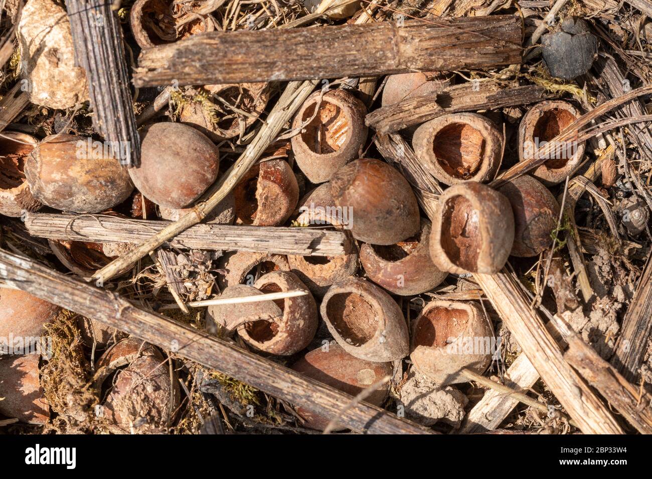 Gusci di nocciole con fori rotondi mangiati da volate di banca, segni di fauna selvatica, Regno Unito Foto Stock