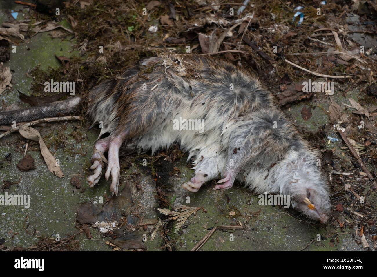 Rat marrone Rattus norvegicus. Singolo ratto morto ucciso da veleno. Isole britanniche Foto Stock