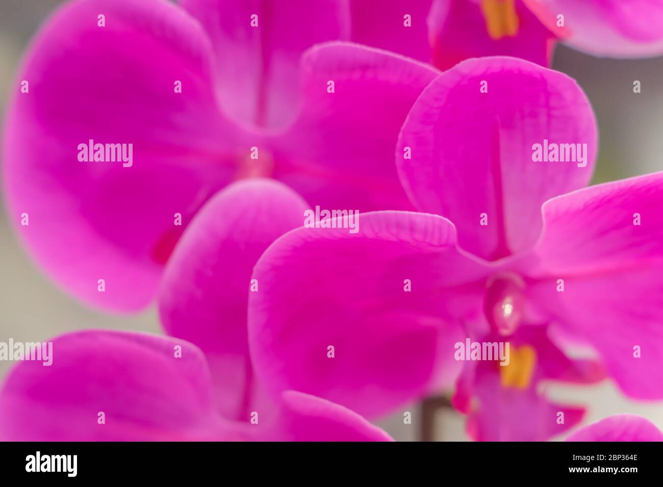 sfondo di fiori di orchidea artificiale Foto Stock