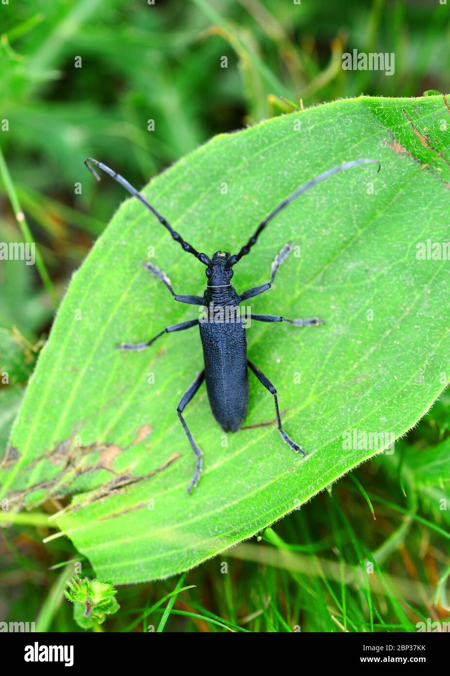 Scarabeo nero a corna lunga Stettoleptura canadensis su foglia verde Foto Stock
