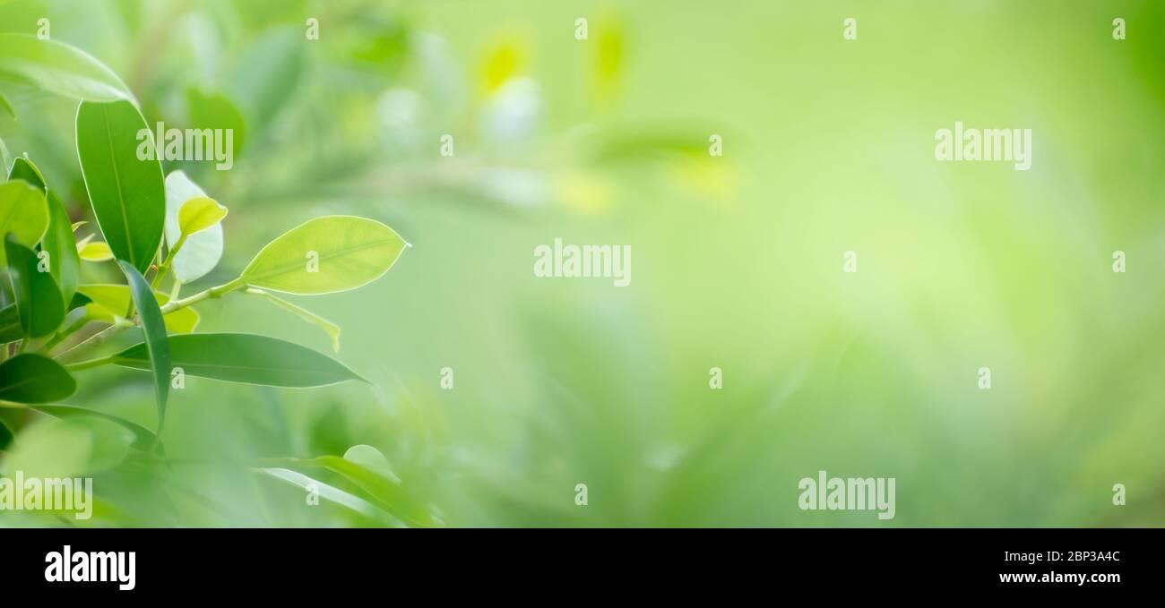 Foglie sfondo bokeh di sfocatura dello sfondo verde Foto Stock