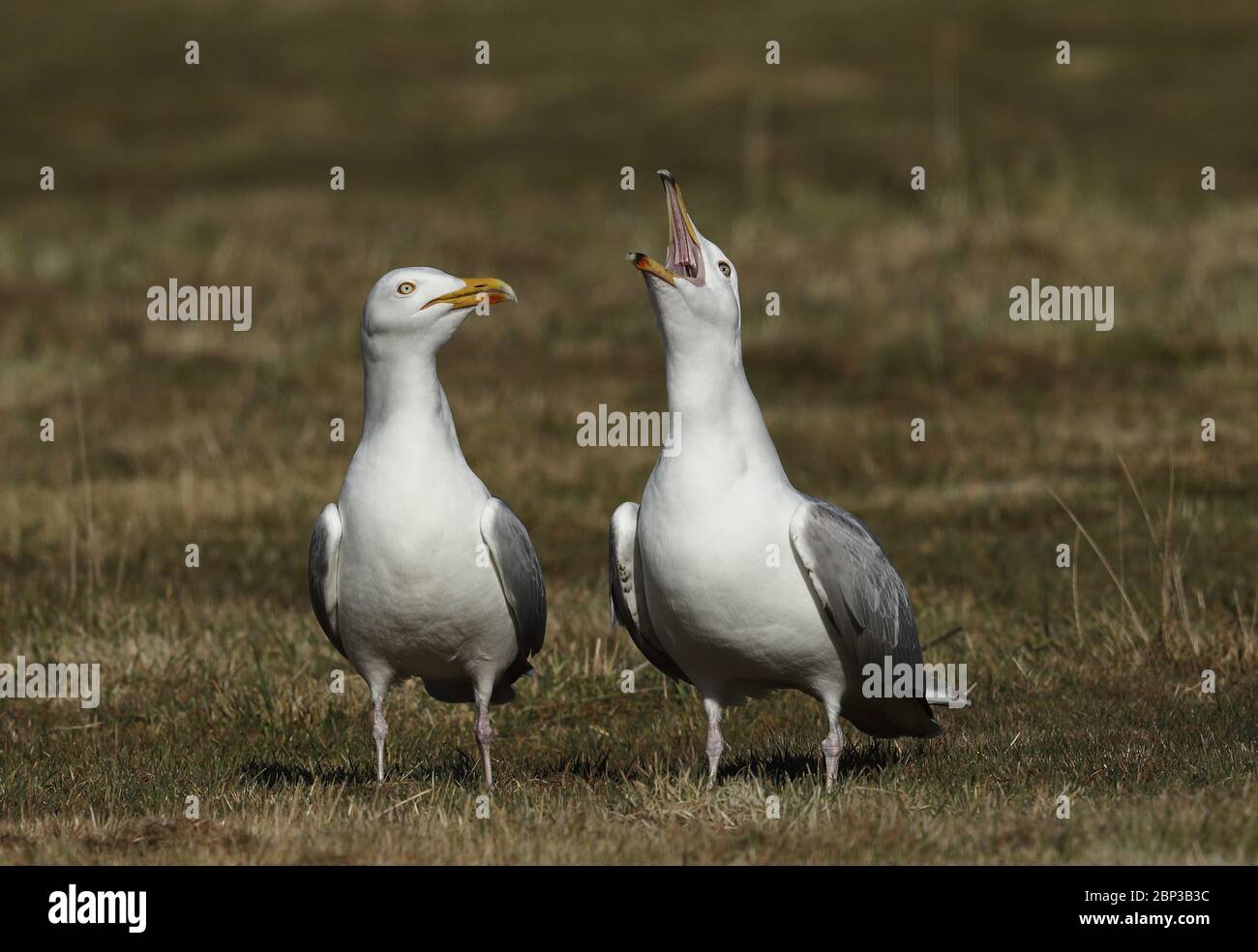 Aringa Gull (Larus argentatus) coppia in mostra, entrambi i giovani adulti Eccles-on-Sea, Norfolk, UK aprile Foto Stock
